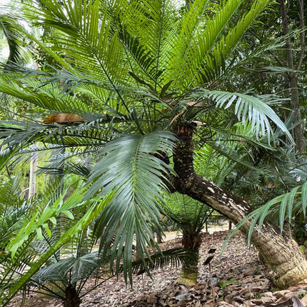Nasiona Sagowca Pranburienis - Cycas Pranburiensis