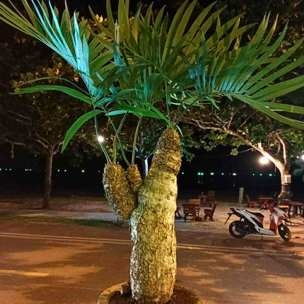 Nasiona Sagowca Pranburienis - Cycas Pranburiensis