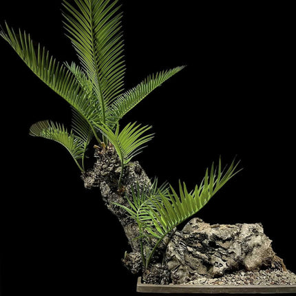 Nasiona Sagowca Pranburienis - Cycas Pranburiensis