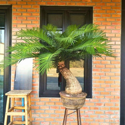 Nasiona Sagowca Pranburienis - Cycas Pranburiensis
