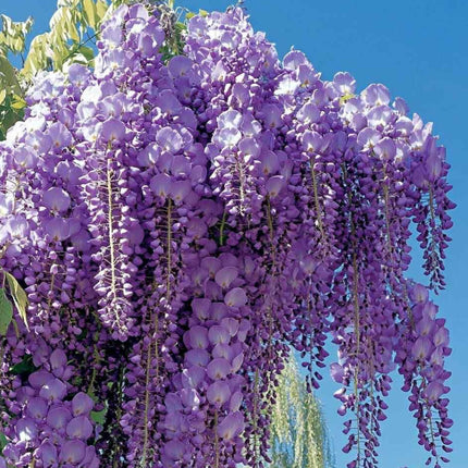 Nasiona Glicynii Chińskiej - Wisteria Sinensis