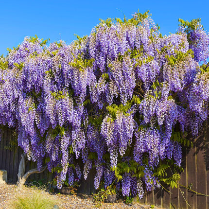 Nasiona Glicynii Chińskiej - Wisteria Sinensis