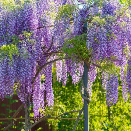 Nasiona Glicynii Chińskiej - Wisteria Sinensis