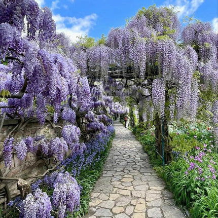 Nasiona Glicynii Chińskiej - Wisteria Sinensis