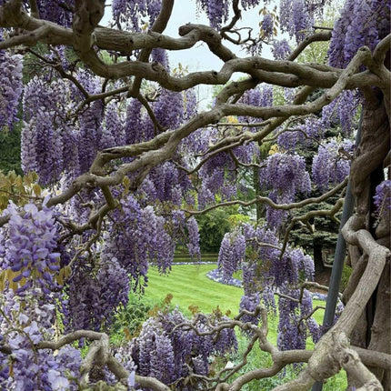 Nasiona Glicynii Chińskiej - Wisteria Sinensis