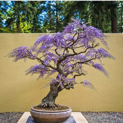 Nasiona Glicynii Chińskiej - Wisteria Sinensis
