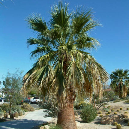 Nasiona Palmy Waszyngtonia Filibusta - Washingtonia Filibusta