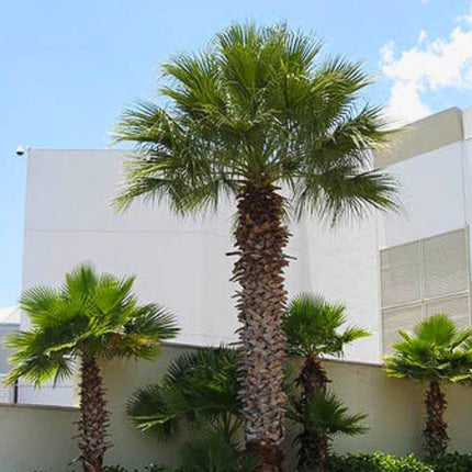 Nasiona Palmy Waszyngtonia Filibusta - Washingtonia Filibusta