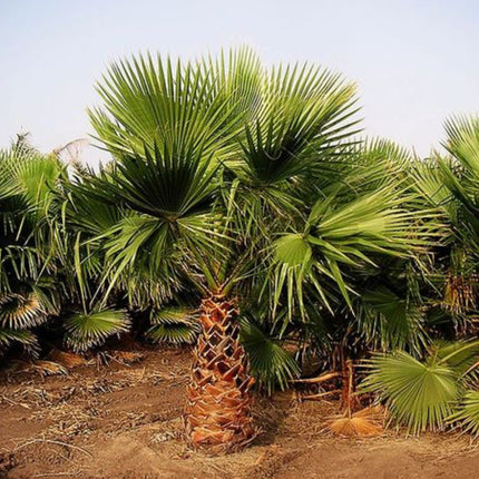 Nasiona Palmy Waszyngtonia Filibusta - Washingtonia Filibusta