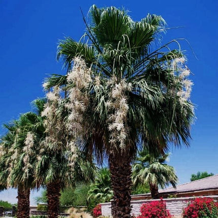Nasiona Palmy Waszyngtonia Filibusta - Washingtonia Filibusta