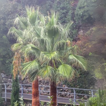 Nasiona Palmy Waszyngtonia Filibusta - Washingtonia Filibusta