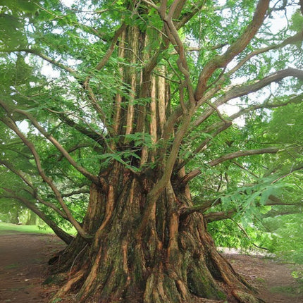 Nasiona Metasekwoi Chińskiej - Metasequoia Glyptostroboides
