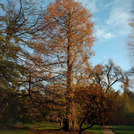 Nasiona Metasekwoi Chińskiej - Metasequoia Glyptostroboides