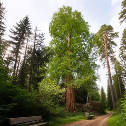 Nasiona Metasekwoi Chińskiej - Metasequoia Glyptostroboides