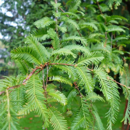 Nasiona Metasekwoi Chińskiej - Metasequoia Glyptostroboides