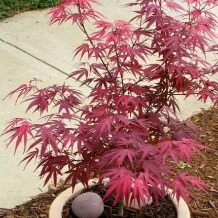 Nasiona Klonu Palmowego - Acer Palmatum