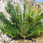Nasiona Encephalartosa Manikensis (Encephalartos manikensis)
