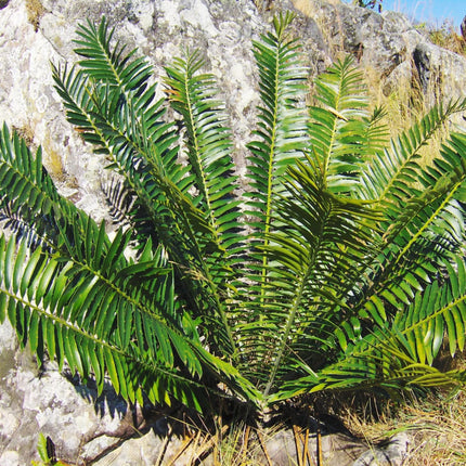 Nasiona Encephalartosa Manikensis - Encephalartos Manikensis