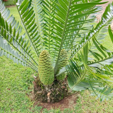 Nasiona Encephalartosa Manikensis - Encephalartos Manikensis