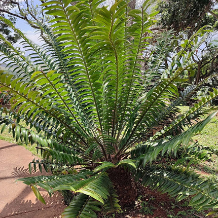Nasiona Encephalartosa Manikensis - Encephalartos Manikensis