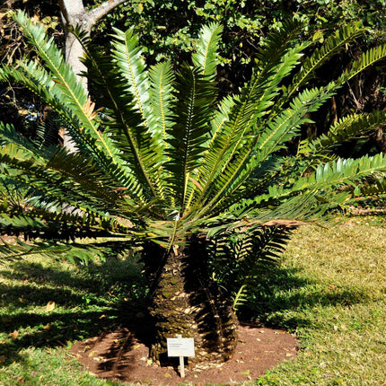 Nasiona Encephalartosa Manikensis - Encephalartos Manikensis