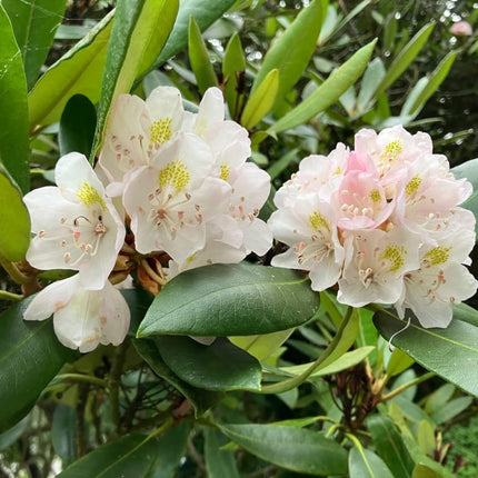 Nasiona Różanecznika Olbrzymiego - Rhododendron Maximum