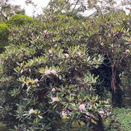 Nasiona Różanecznika Olbrzymiego - Rhododendron Maximum