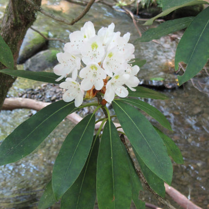 Nasiona Różanecznika Olbrzymiego - Rhododendron Maximum