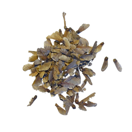 Nasiona Klonu Palmowego - Acer Palmatum