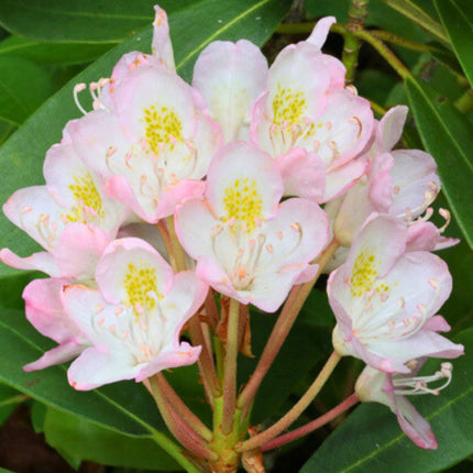 Nasiona Różanecznika Olbrzymiego - Rhododendron Maximum
