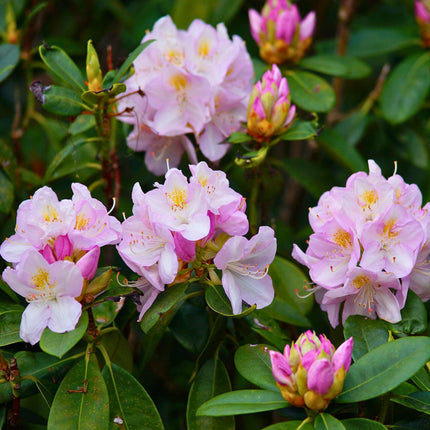 Nasiona Różanecznika Olbrzymiego - Rhododendron Maximum