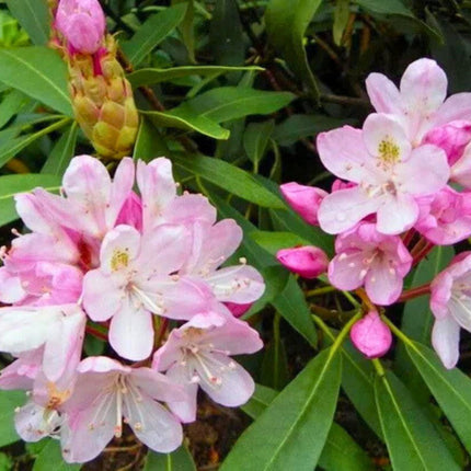 Nasiona Różanecznika Olbrzymiego - Rhododendron Maximum