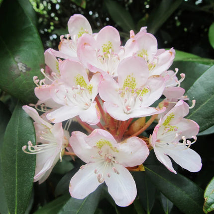 Nasiona Różanecznika Olbrzymiego - Rhododendron Maximum