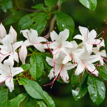 Nasiona Azalii Drzewkowatej - Rhododendron Arborescens
