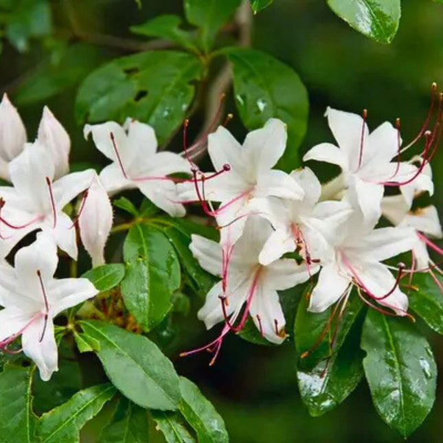 Nasiona Azalii Drzewkowatej - Rhododendron Arborescens