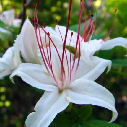 Nasiona Azalii Drzewkowatej - Rhododendron Arborescens