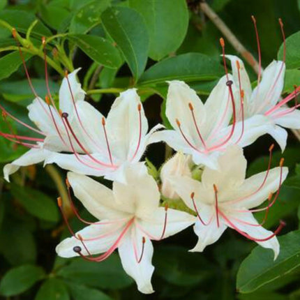 Nasiona Azalii Drzewkowatej - Rhododendron Arborescens