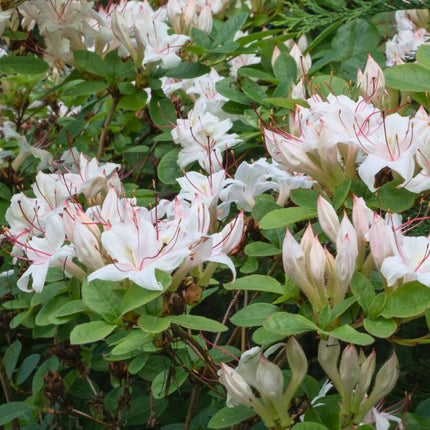 Nasiona Azalii Drzewkowatej - Rhododendron Arborescens