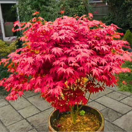 Nasiona Klonu Palmowego - Acer Palmatum