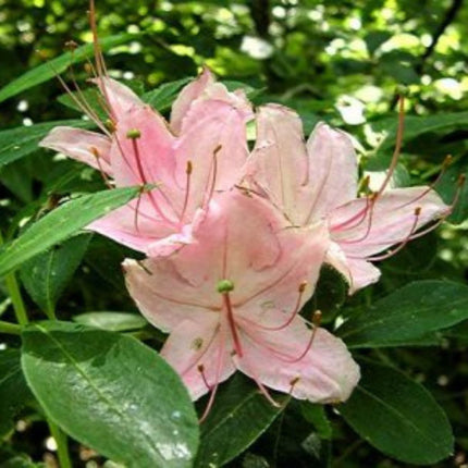 Nasiona Azalii Drzewkowatej - Rhododendron Arborescens