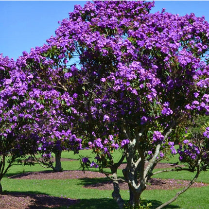 Nasiona Kwiatu Księżniczki Andów - Tibouchina Lepidota