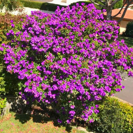 Nasiona Kwiatu Księżniczki Andów - Tibouchina Lepidota