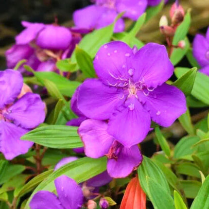 Nasiona Kwiatu Księżniczki Andów - Tibouchina Lepidota