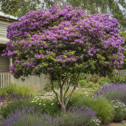 Nasiona Kwiatu Księżniczki Andów - Tibouchina Lepidota