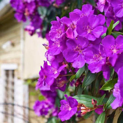 Nasiona Kwiatu Księżniczki Andów - Tibouchina Lepidota