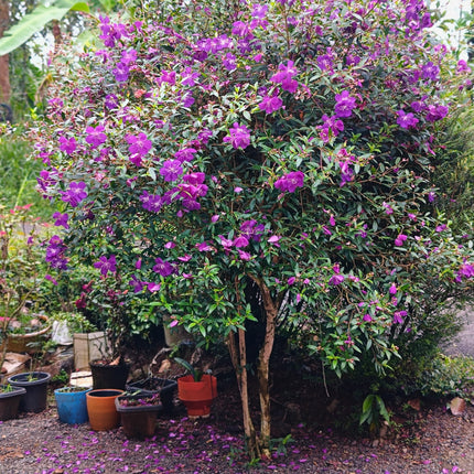 Nasiona Indyjskiego Rododendrona - Melastoma Malabathricum
