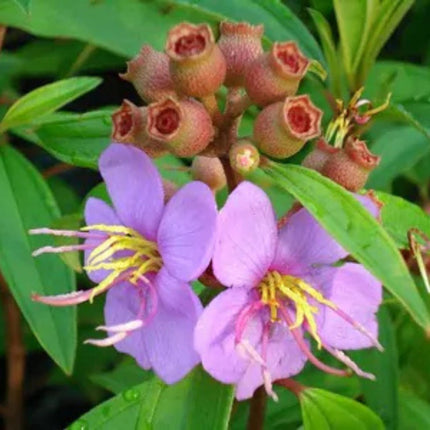 Nasiona Indyjskiego Rododendrona - Melastoma Malabathricum