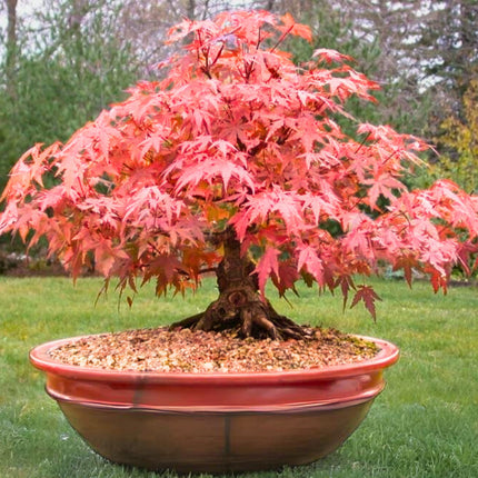 Nasiona Klonu Palmowego - Acer Palmatum