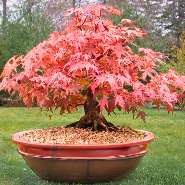 Nasiona Klonu Palmowego - Acer Palmatum