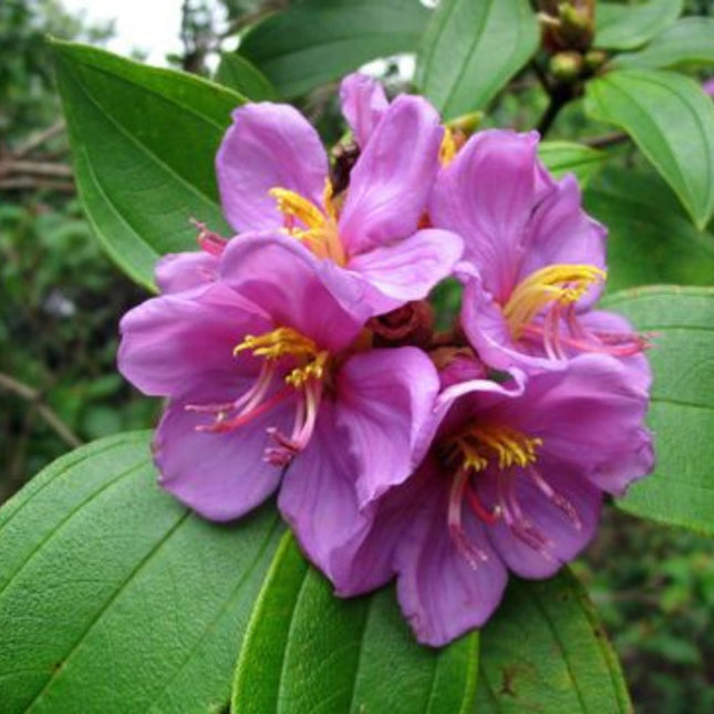 Nasiona Indyjskiego Rododendrona - Melastoma Malabathricum